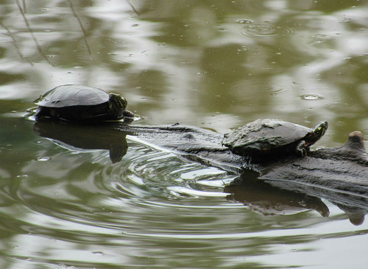 Eastern Painted Turtles